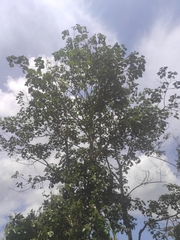 Cavanillesia platanifolia