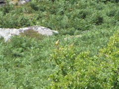 Emberiza citrinella caliginosa