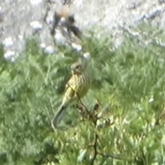 Emberiza citrinella caliginosa