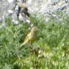 Emberiza citrinella caliginosa