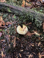 Lactarius scrobiculatus