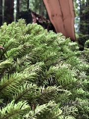 Dendroalsia abietina