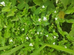 Tradescantia fluminensis