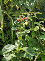 Centropogon cornutus