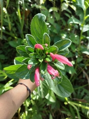 Centropogon cornutus