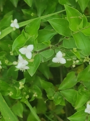 Tradescantia fluminensis
