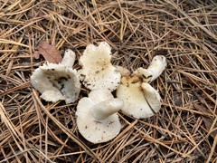 Russula perlactea