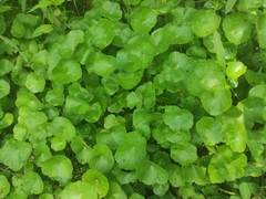 Hydrocotyle leucocephala