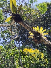 Niphidium crassifolium