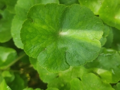Hydrocotyle leucocephala