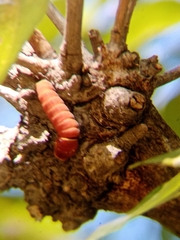 Papilio multicaudata multicaudata