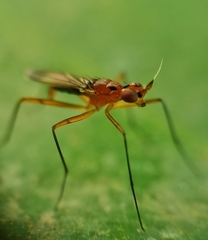 Telostylus marshalli