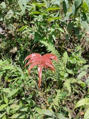 Blechnum occidentale