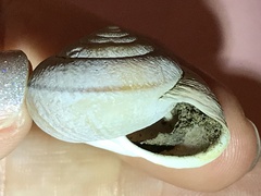 Helminthoglypta