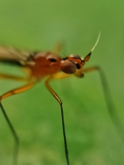 Telostylus marshalli