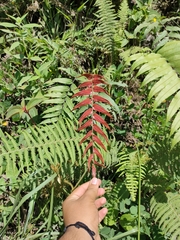 Blechnum occidentale