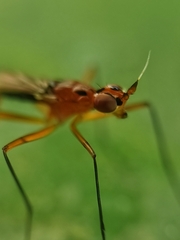 Telostylus marshalli