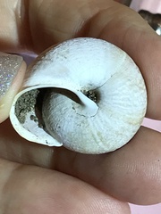 Helminthoglypta