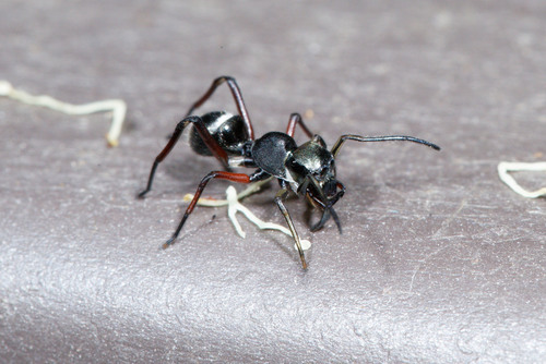 Macleay's Ant-mimic Spider (Myrmarachne macleayana)
