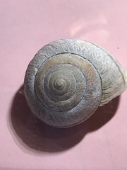 Helminthoglypta