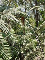 Cyatheaceae