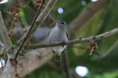 Vireo chivi