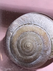 Helminthoglypta