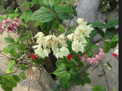 Clerodendrum thomsoniae