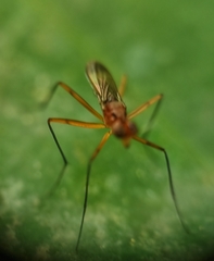 Telostylus marshalli