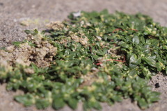 Guilleminea