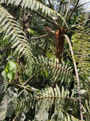 Cyatheaceae