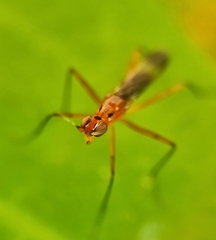 Telostylus marshalli