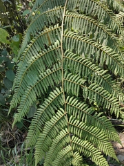 Cyatheaceae