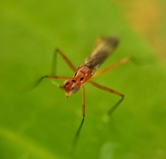 Telostylus marshalli