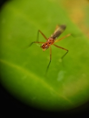 Telostylus marshalli