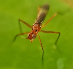 Telostylus marshalli
