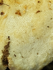 Porodaedalea cancriformans