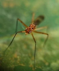 Telostylus marshalli