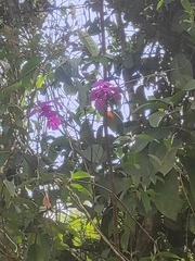 Comparettia falcata