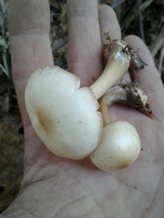 Rhodocollybia asema