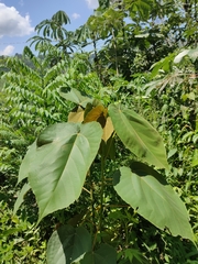 Urera baccifera