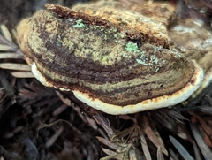 Porodaedalea cancriformans