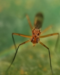 Telostylus marshalli