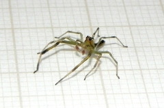 Lyssomanes pauper