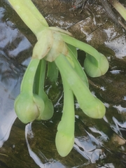 Limnocharis
