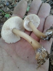 Rhodocollybia asema