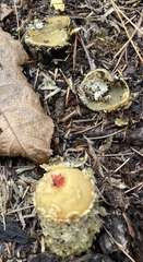 Calostoma lutescens