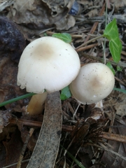 Rhodocollybia asema