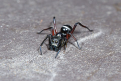 Myrmarachne macleayana