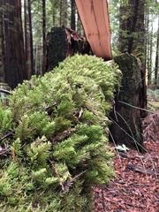 Dendroalsia abietina